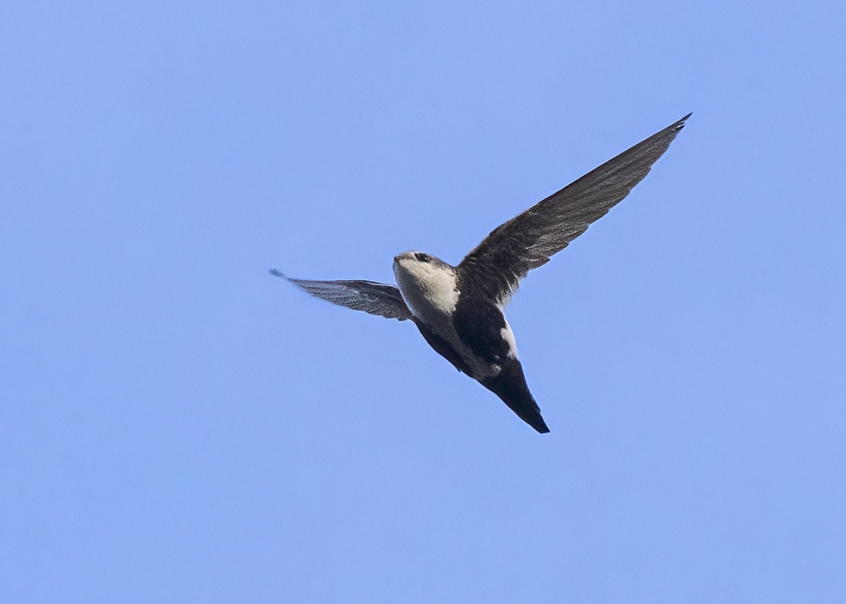 White-throated Swift - ML618405232