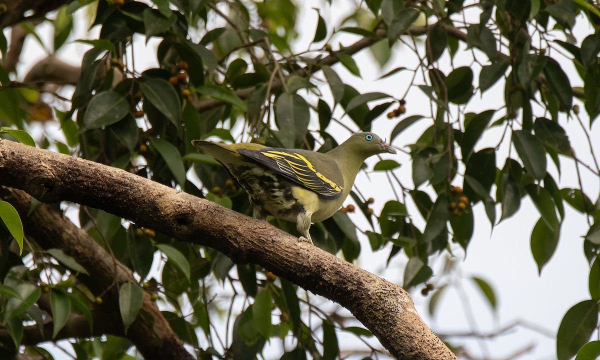 Philippine Green-Pigeon - ML618405233