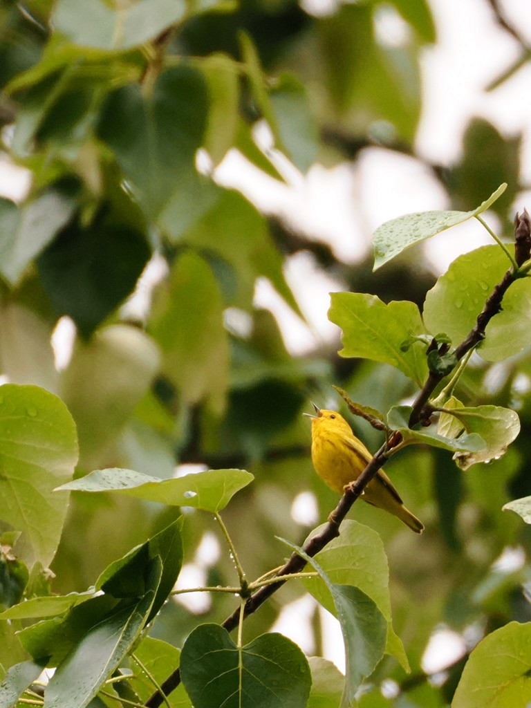 Yellow Warbler - ML618405235