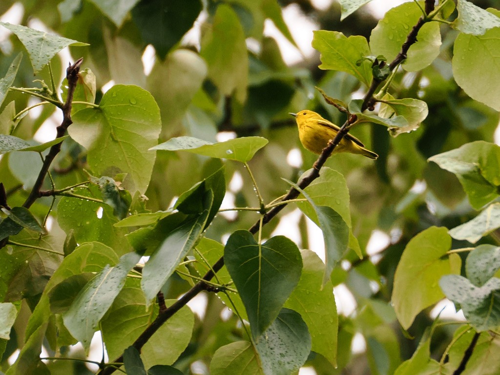 Yellow Warbler - ML618405247