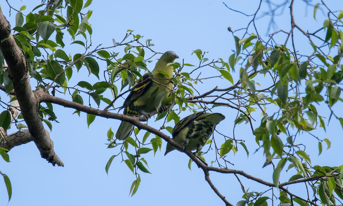 Philippine Green-Pigeon - ML618405248