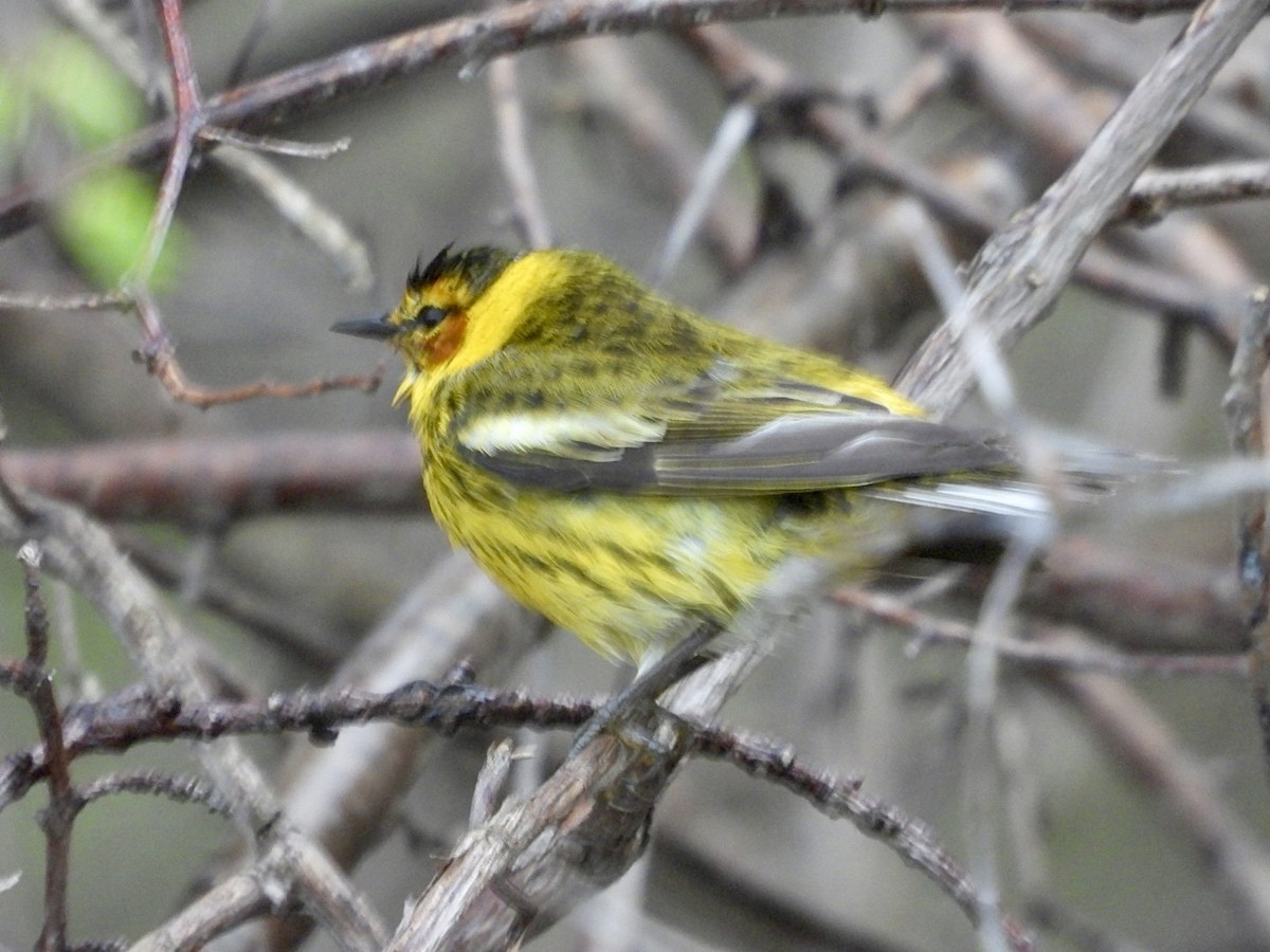 Cape May Warbler - ML618405292