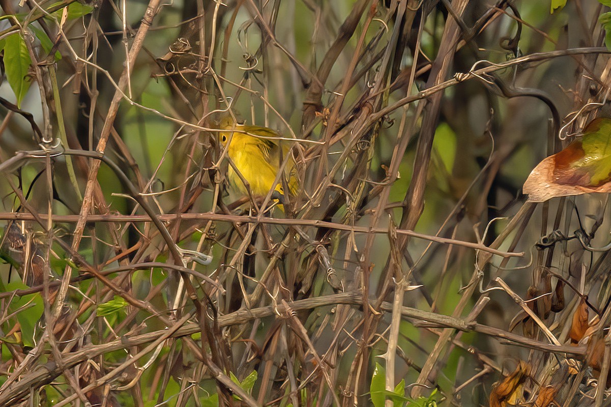 Yellow Warbler (Northern) - ML618405316