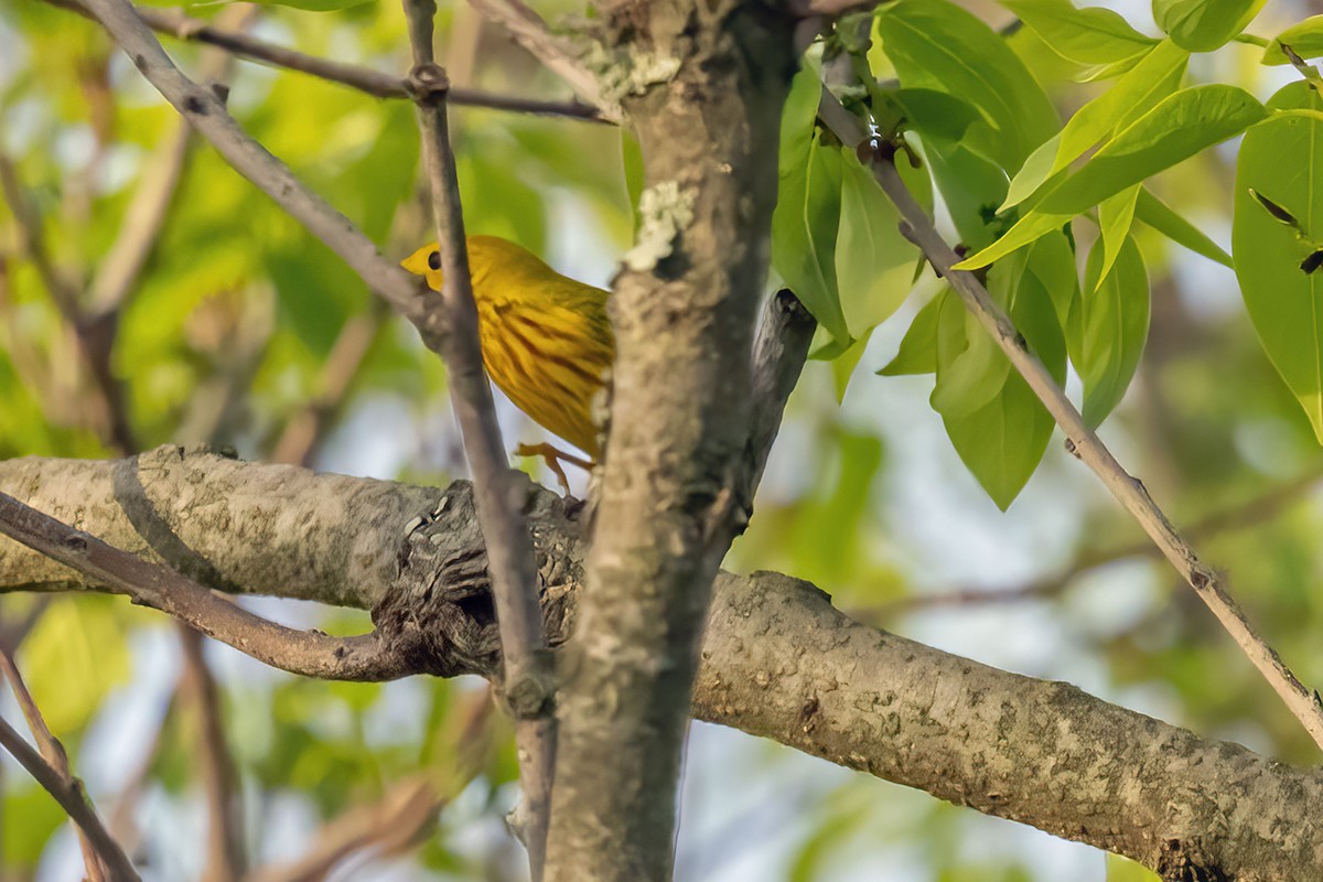 Yellow Warbler (Northern) - ML618405317