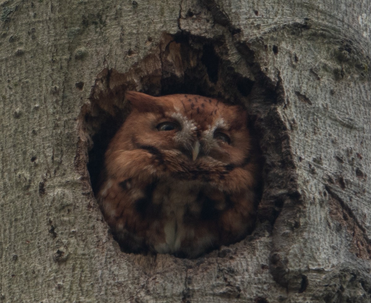 Eastern Screech-Owl - Paul  McPartland