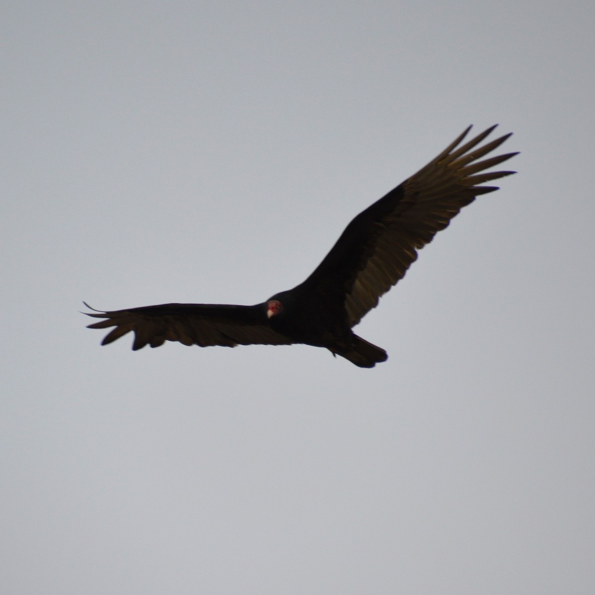 Turkey Vulture - ML618405337