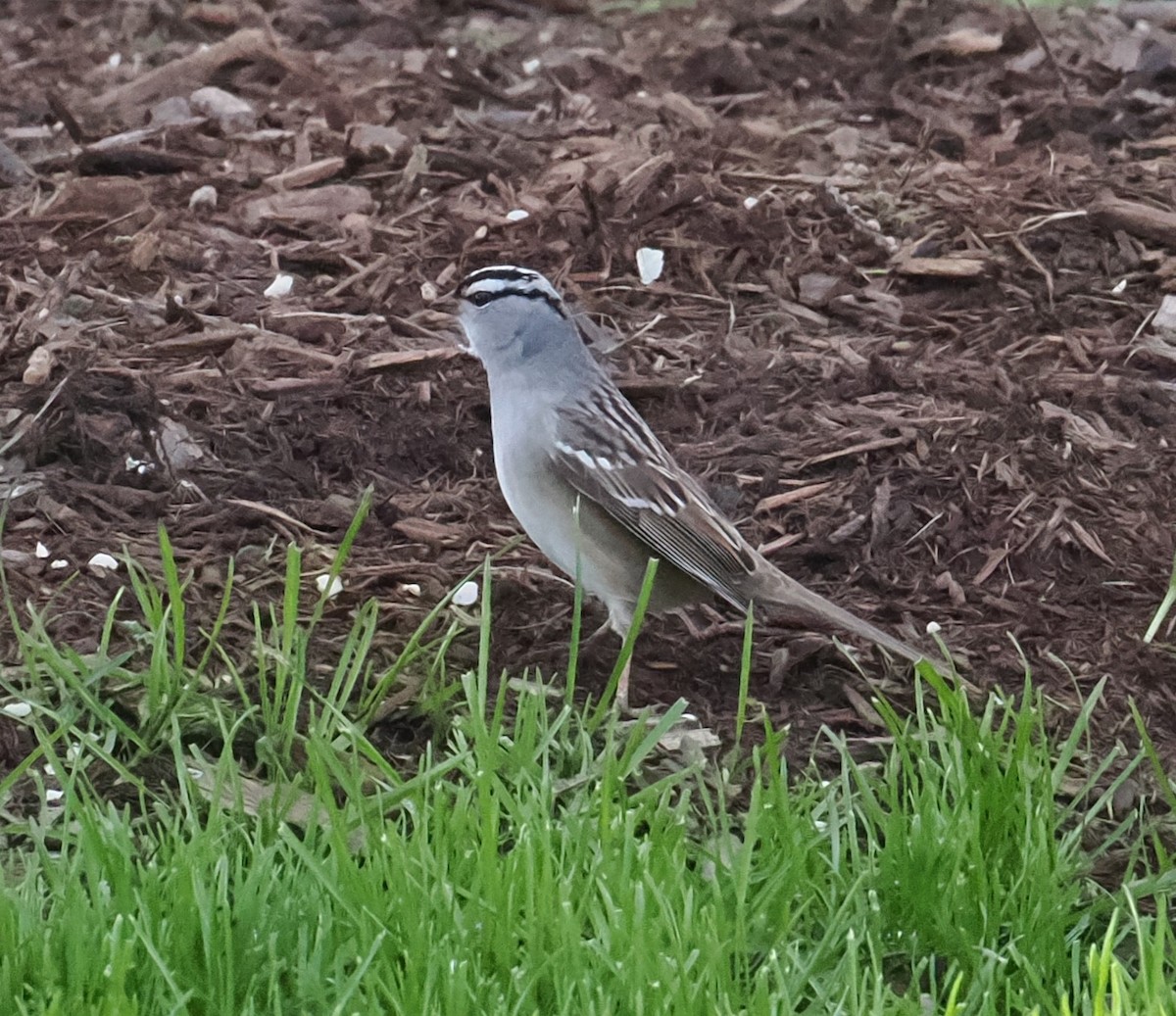 White-crowned Sparrow - ML618405365