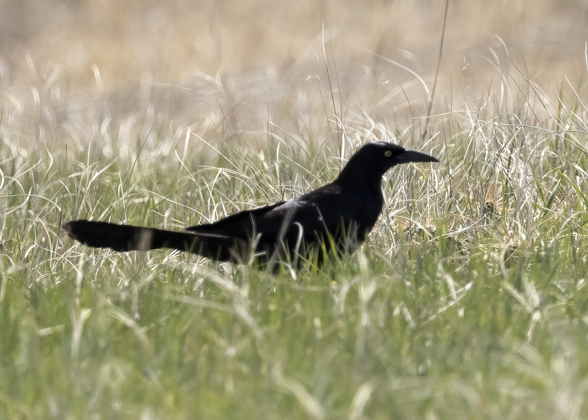 Great-tailed Grackle - ML618405388