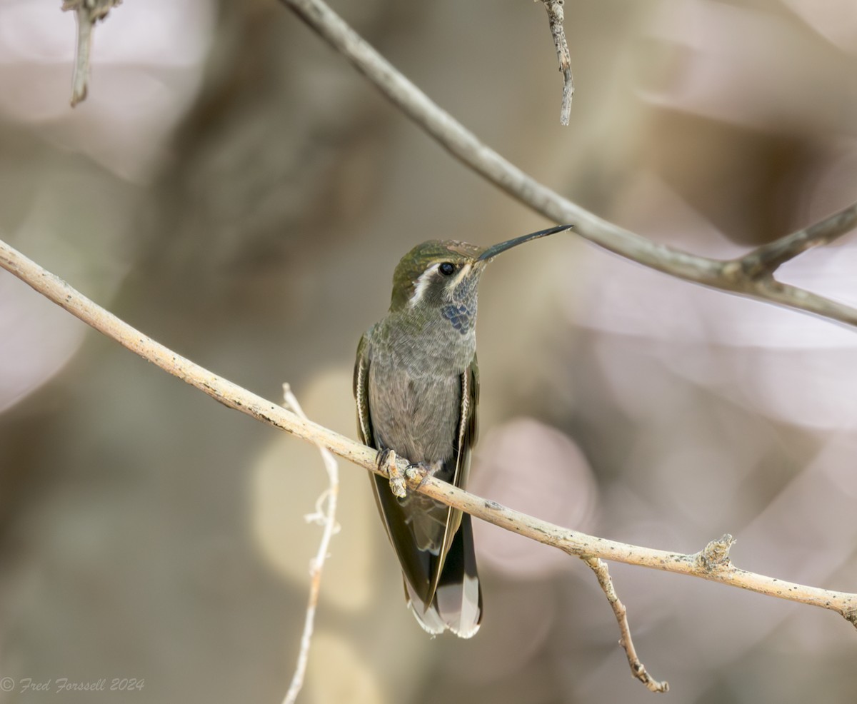 Blue-throated Mountain-gem - Fred Forssell