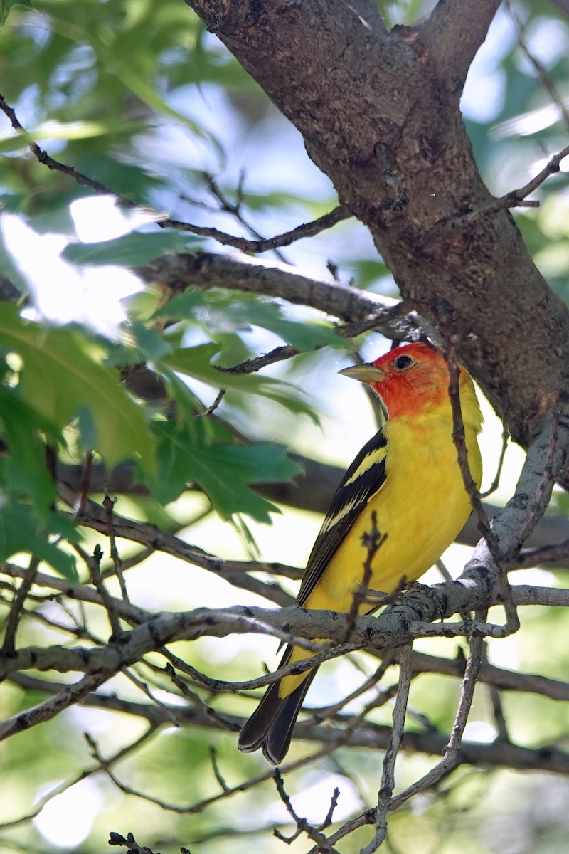 Western Tanager - ML618405421