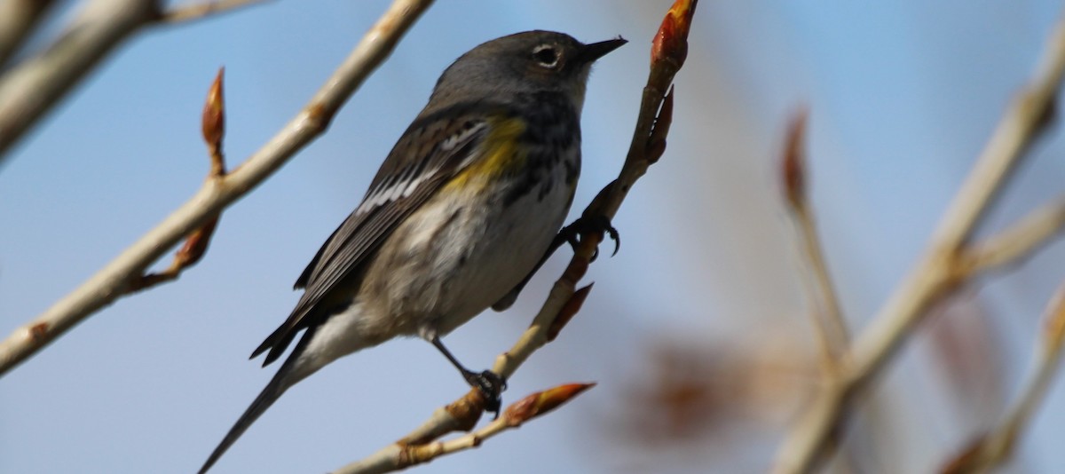 Yellow-rumped Warbler - Don Cassidy