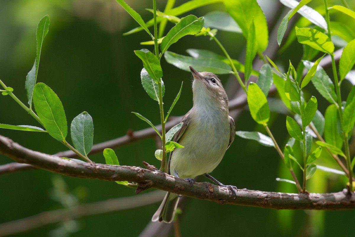 Red-eyed Vireo - Kevin Yan