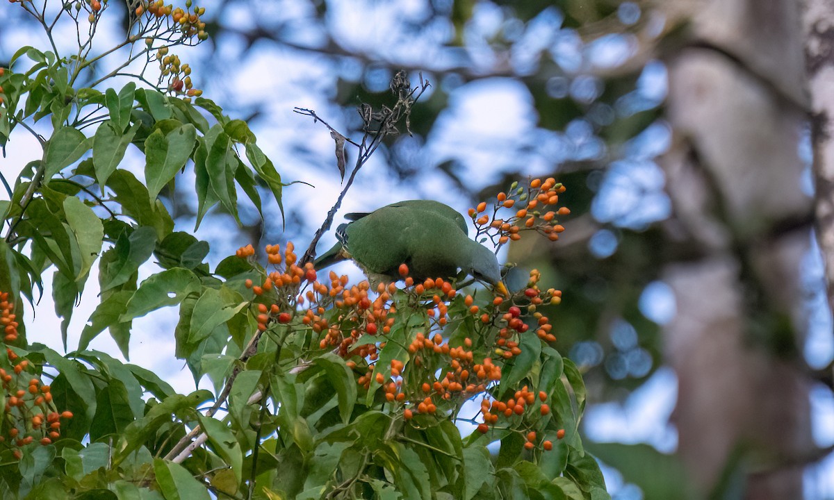 Black-chinned Fruit-Dove - ML618405443