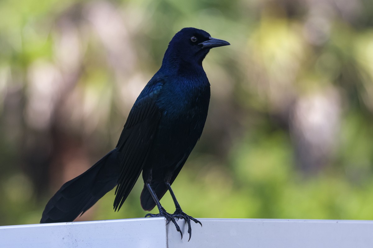 Boat-tailed Grackle - ML618405479