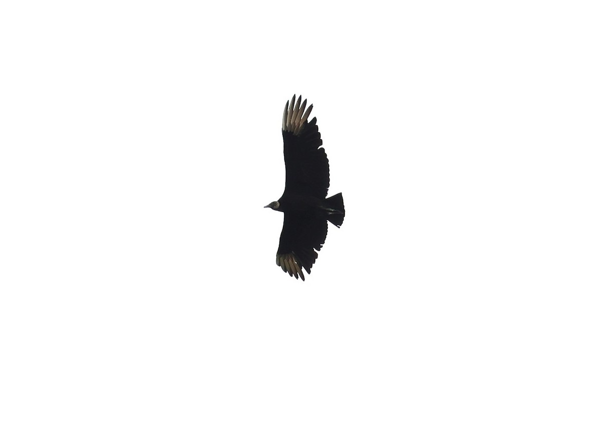 Black Vulture - ML618405495