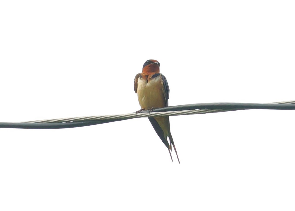 Barn Swallow - ML618405520