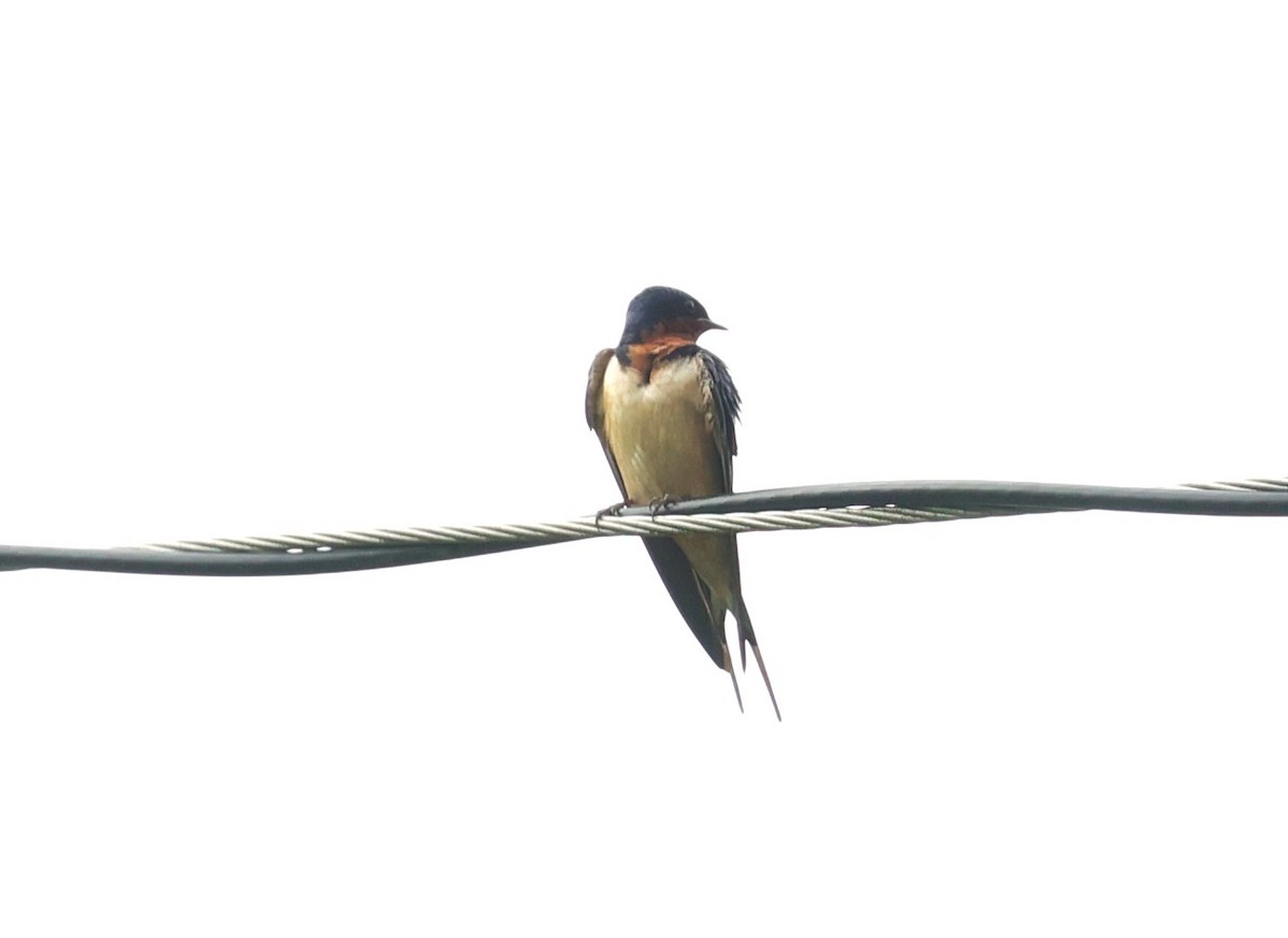 Barn Swallow - ML618405521