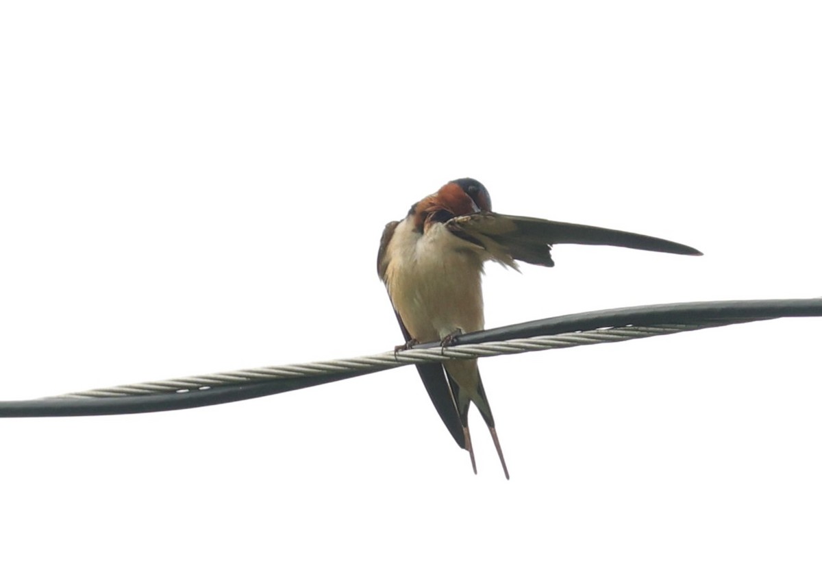 Barn Swallow - ML618405523
