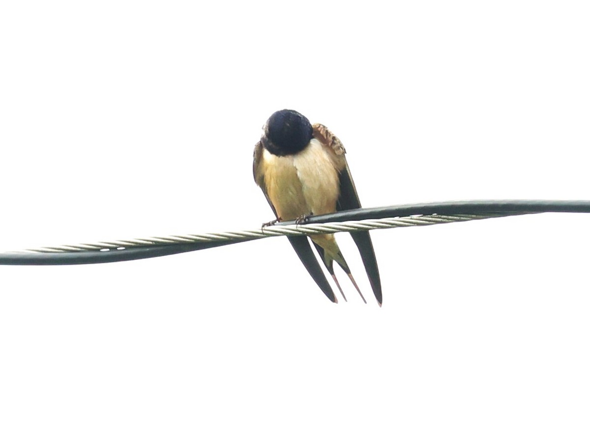 Barn Swallow - ML618405524
