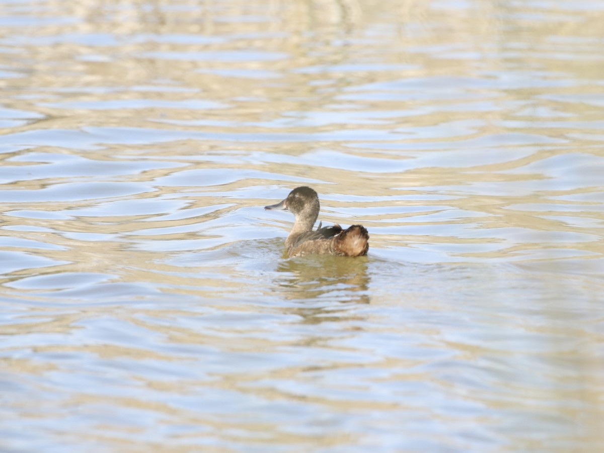 Black-headed Duck - ML618405530