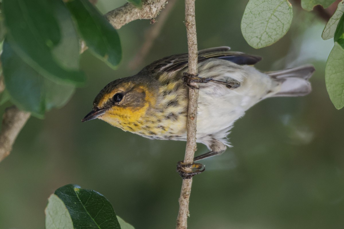Cape May Warbler - ML618405531
