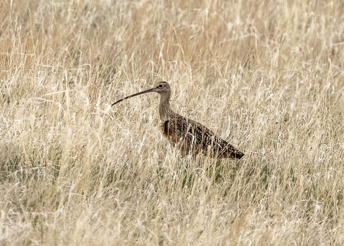 Long-billed Curlew - ML618405589