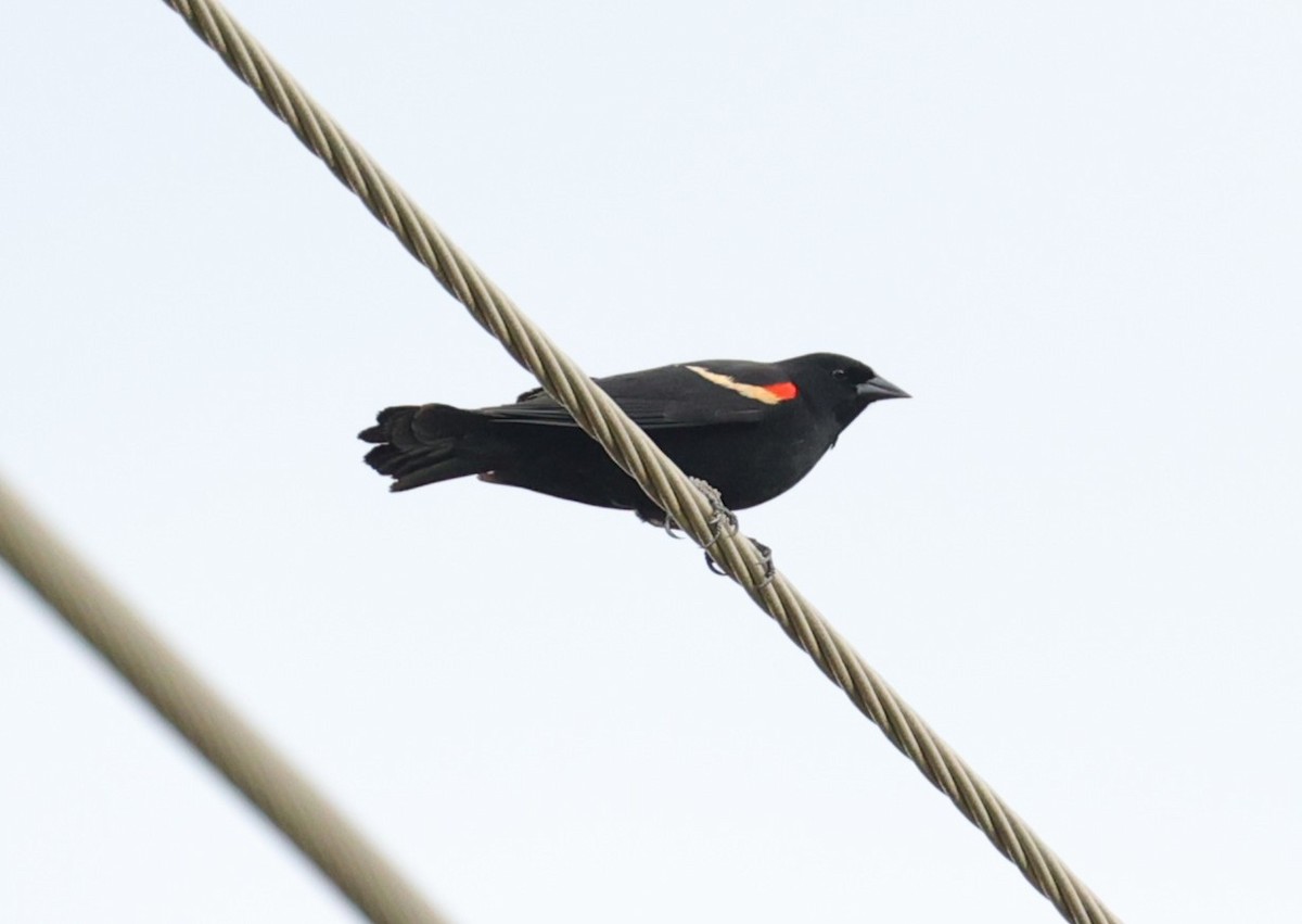 Red-winged Blackbird - ML618405594