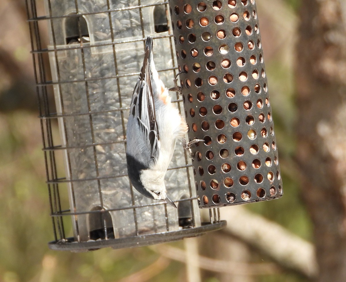 White-breasted Nuthatch - ML618405624