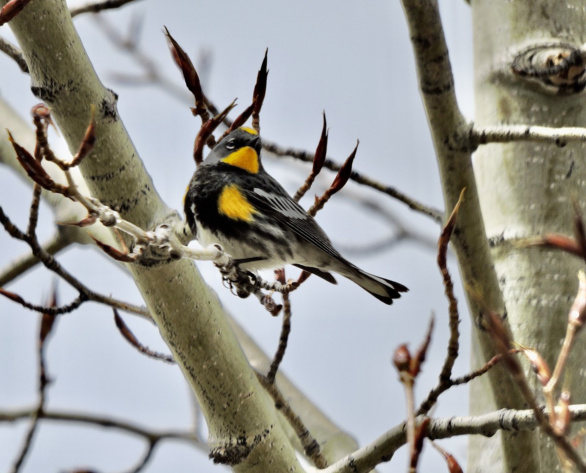 Yellow-rumped Warbler (Audubon's) - ML618405635