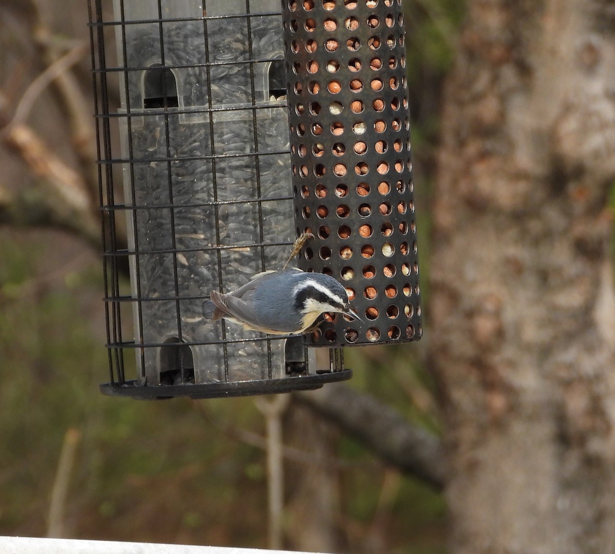Red-breasted Nuthatch - ML618405638