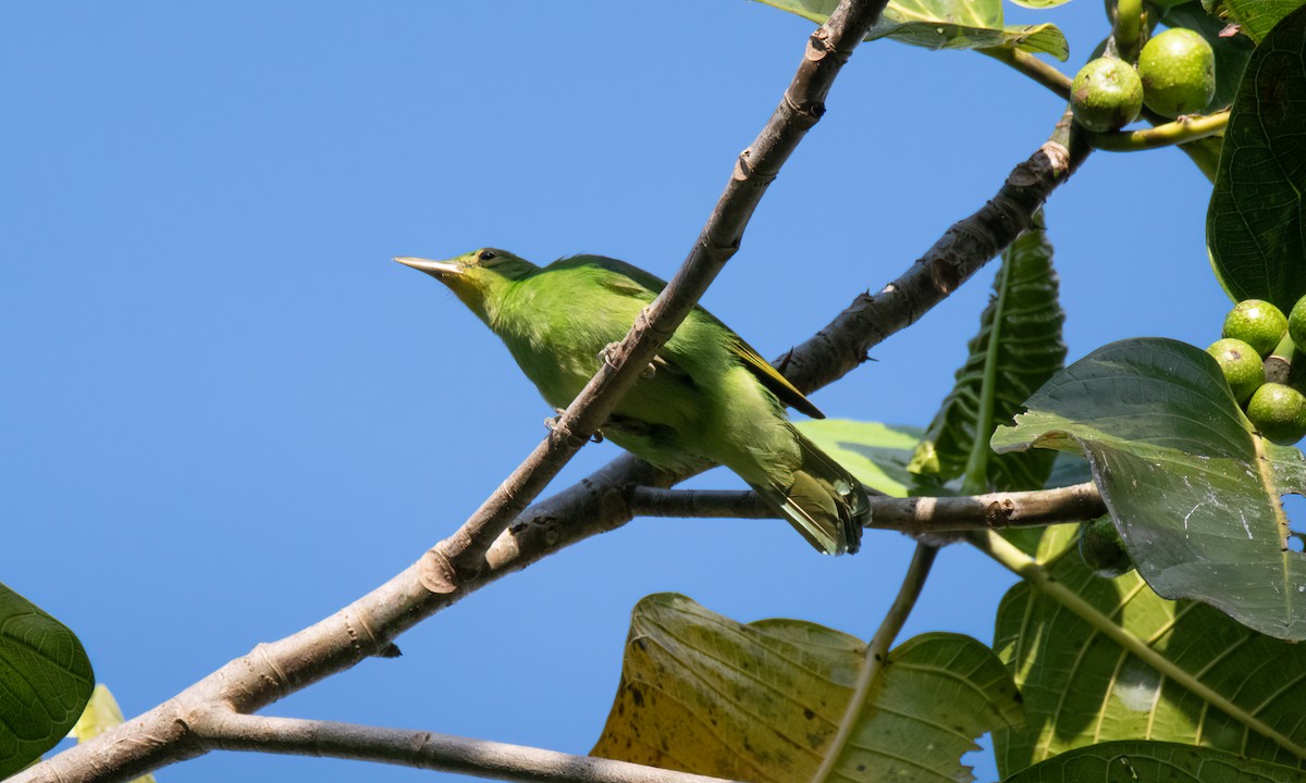 Philippinenblattvogel - ML618405660