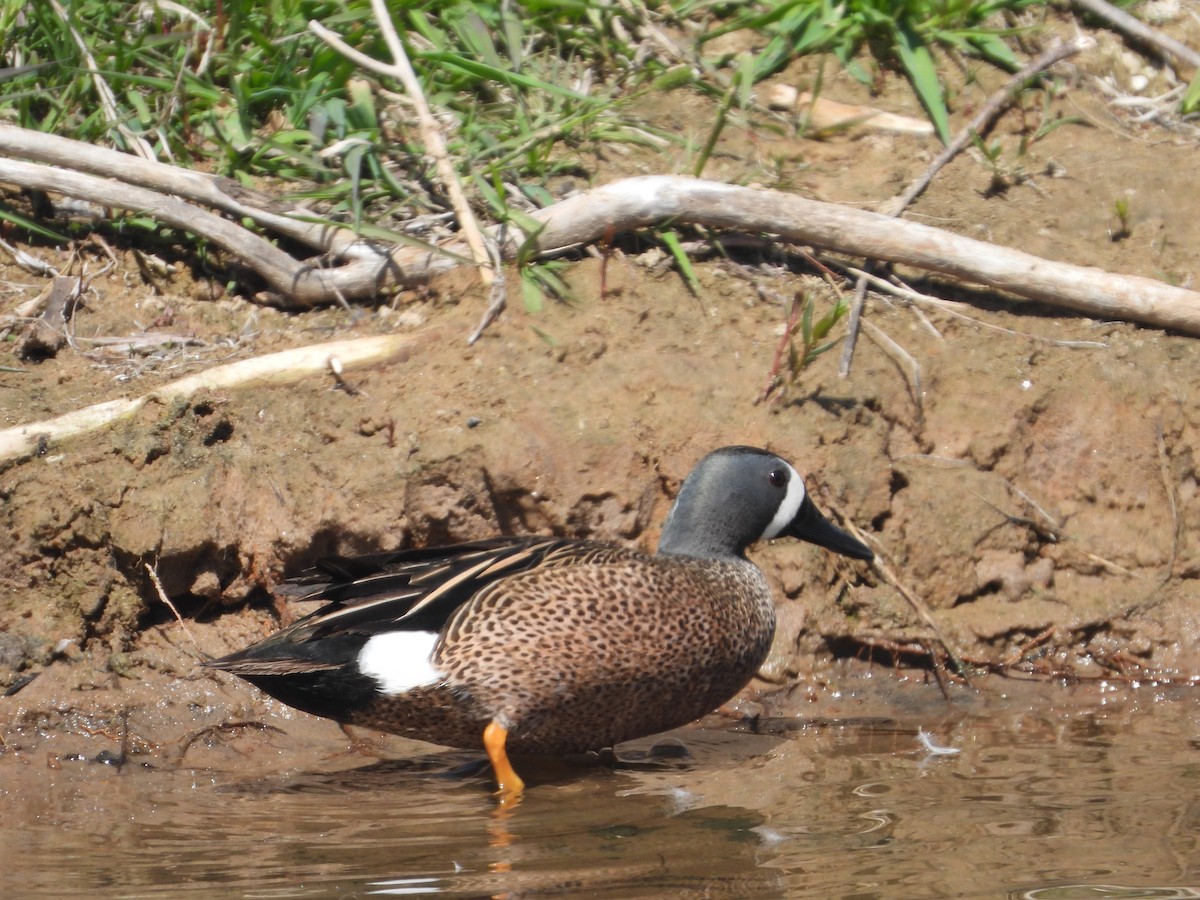 Blue-winged Teal - ML618405683