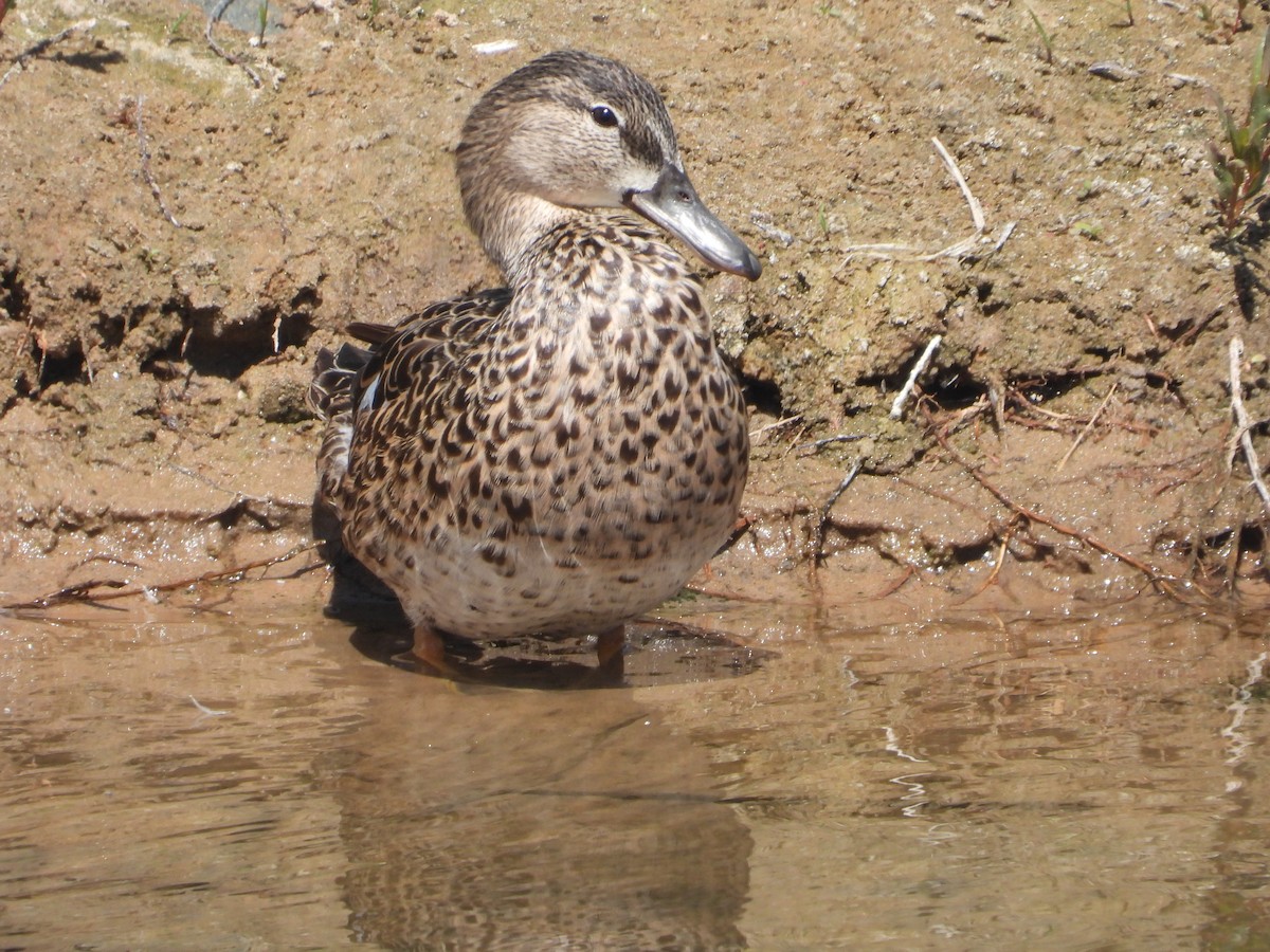 Blue-winged Teal - ML618405685