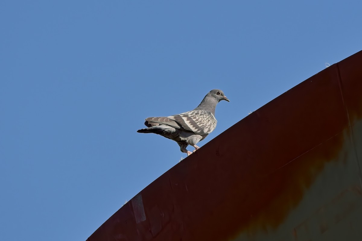 Rock Pigeon (Feral Pigeon) - Dave Bishop