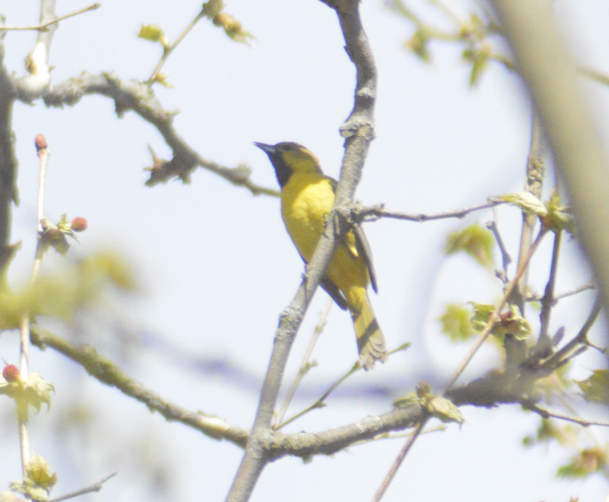 Orchard Oriole - ML618405708