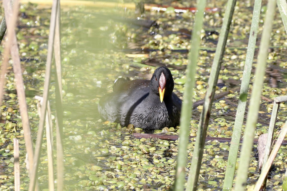 Red-fronted Coot - ML618405732