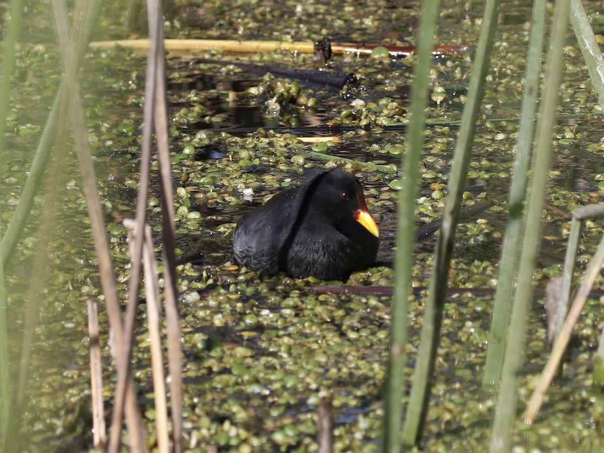 Red-fronted Coot - ML618405733