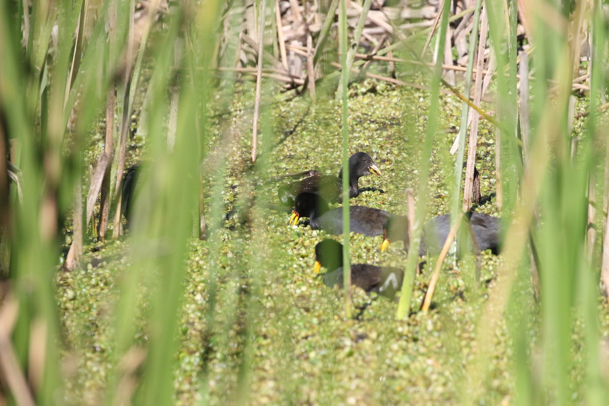 Red-fronted Coot - ML618405735