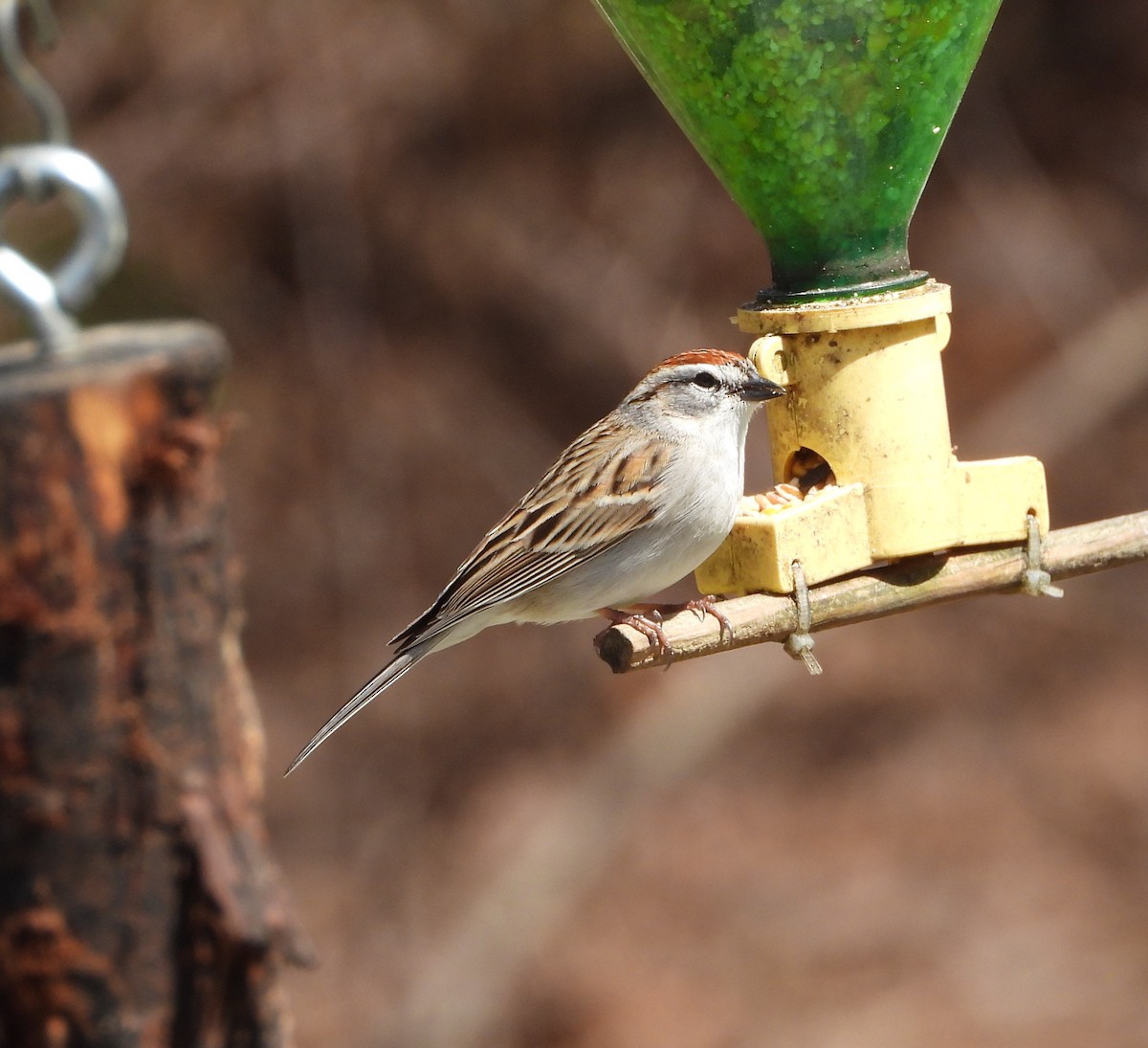 Chipping Sparrow - ML618405740