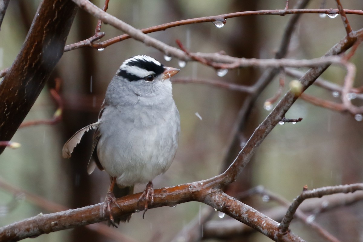 White-crowned Sparrow - ML618405754