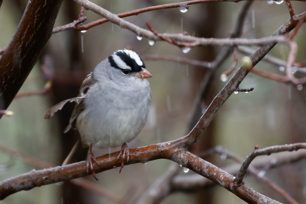 White-crowned Sparrow - ML618405755