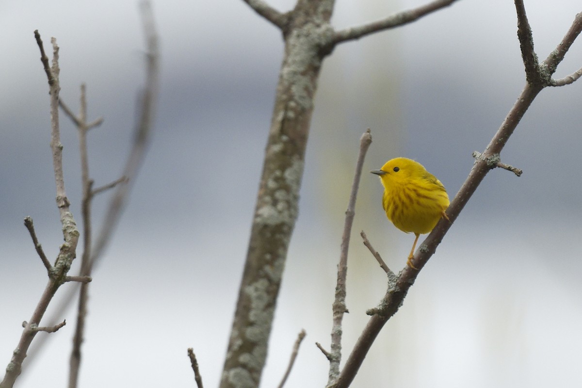 Yellow Warbler - Michel Letendre