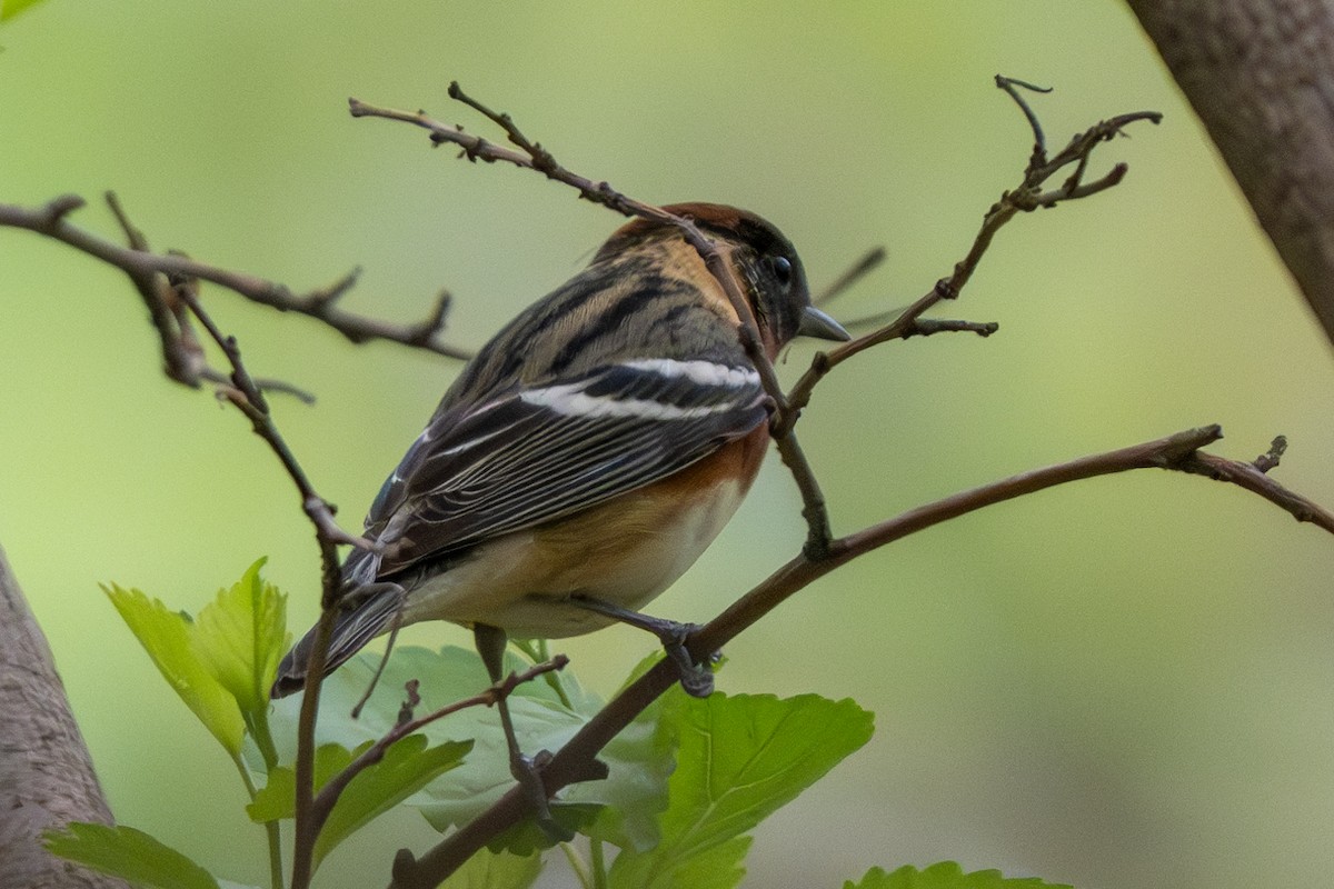 Bay-breasted Warbler - ML618405776