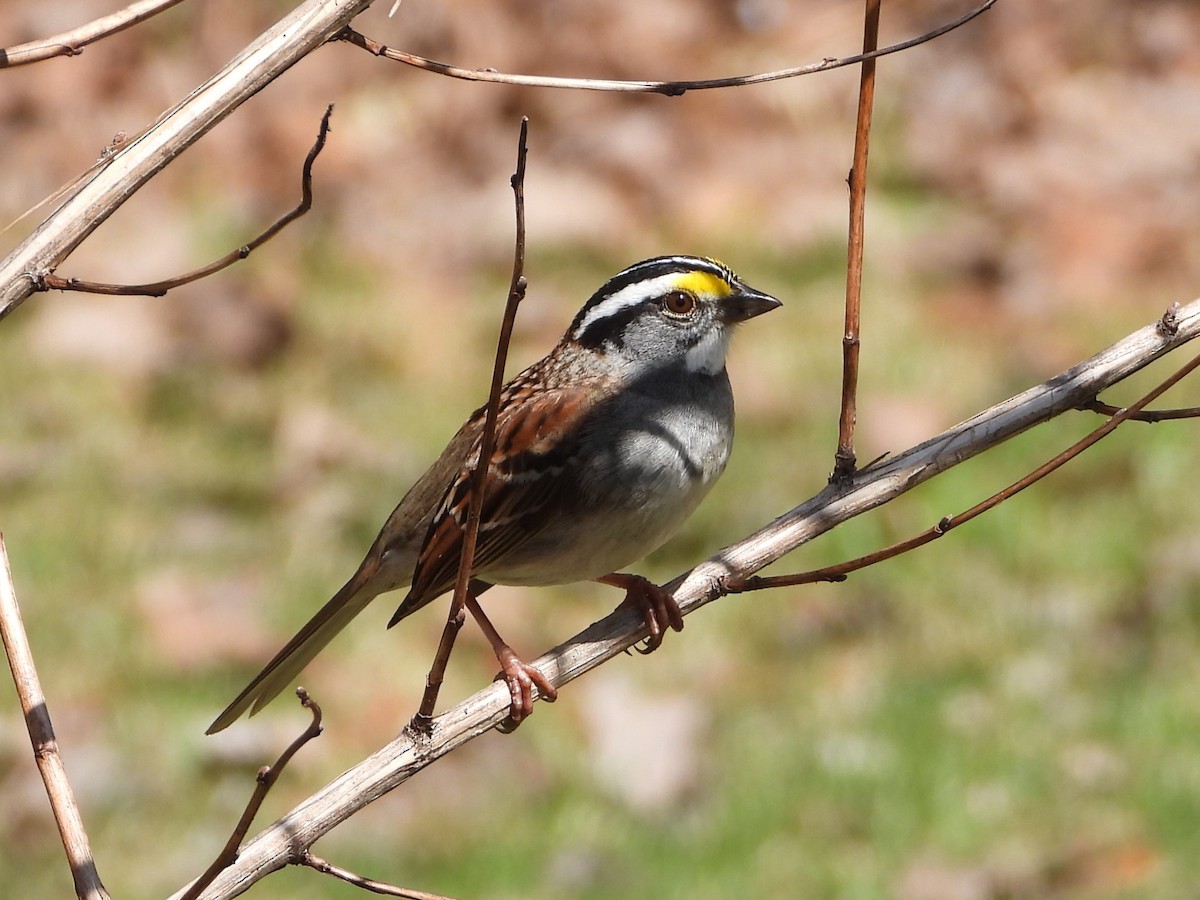 White-throated Sparrow - ML618405786