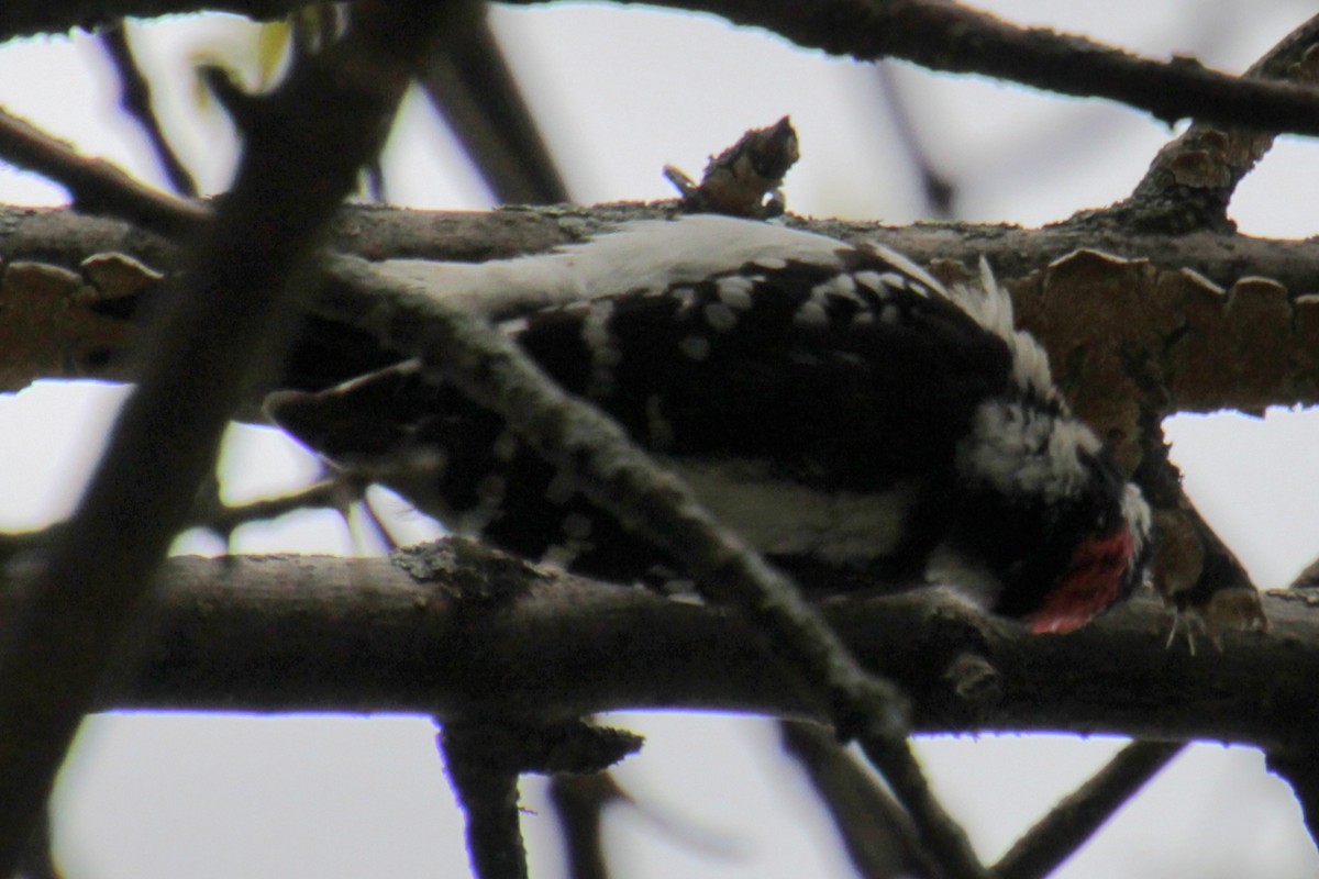 Downy Woodpecker (Eastern) - ML618405801