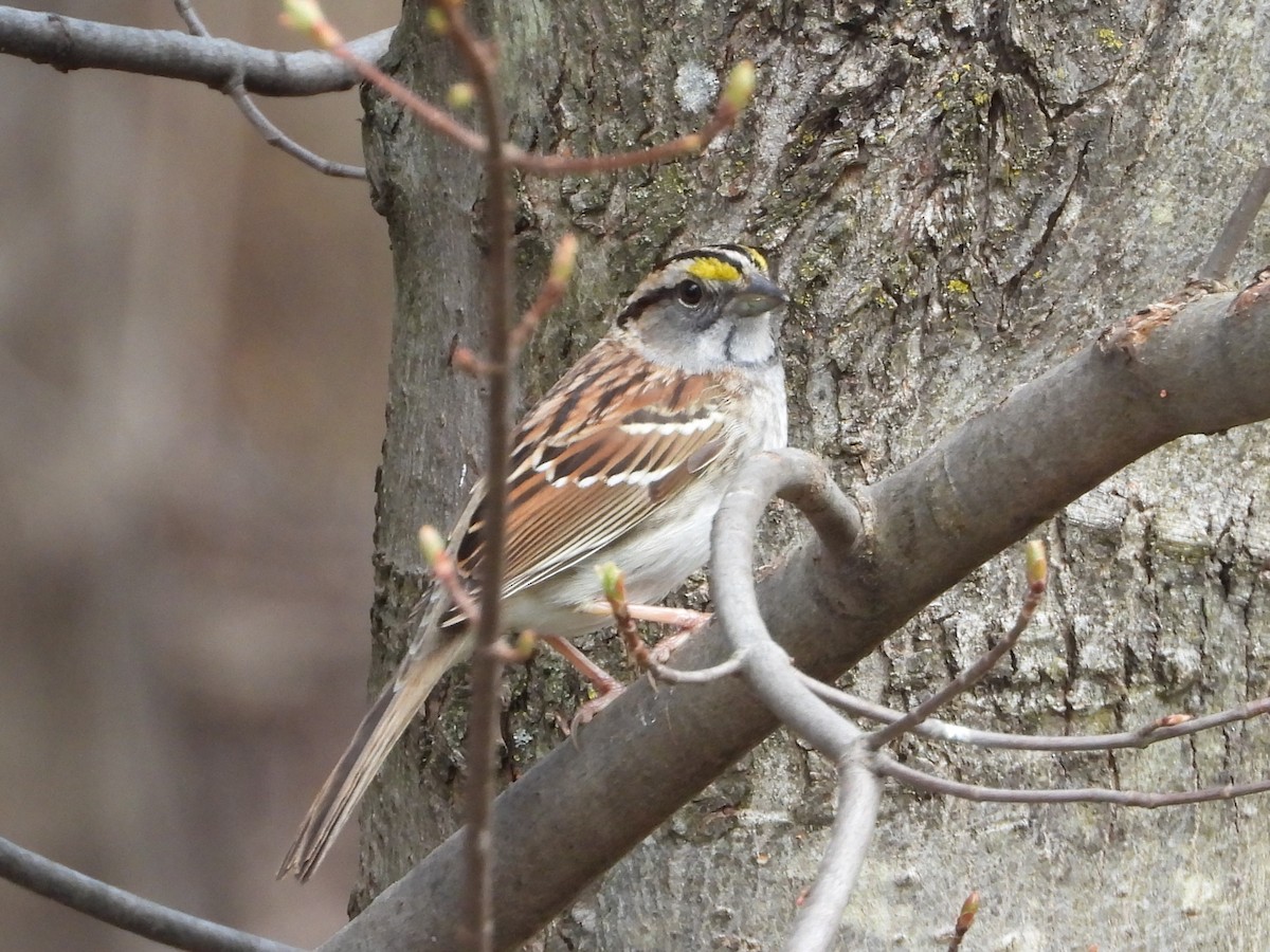 White-throated Sparrow - ML618405803