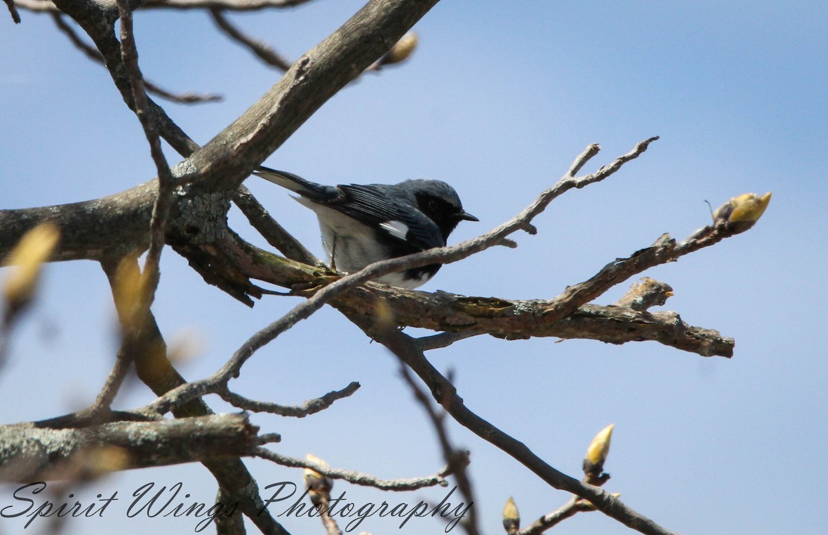 Black-throated Blue Warbler - ML618405809