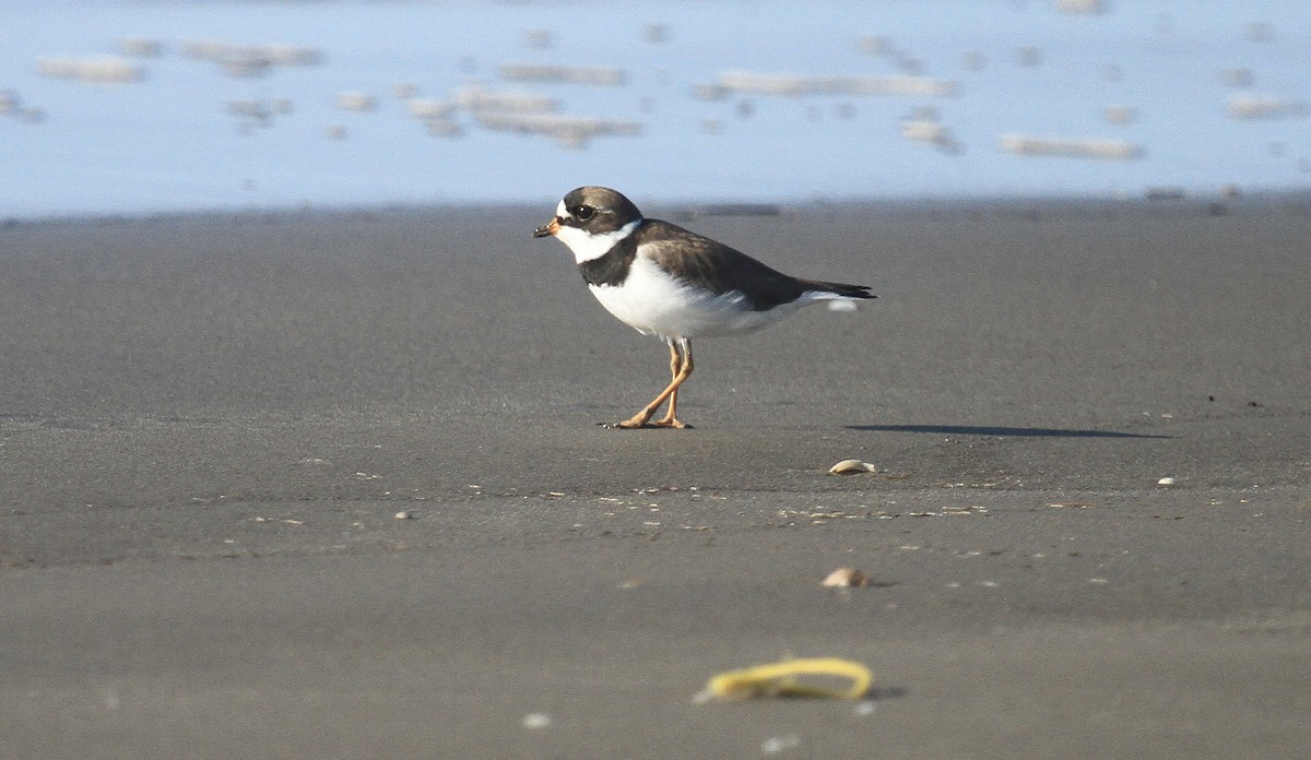 Semipalmated Plover - ML618405820