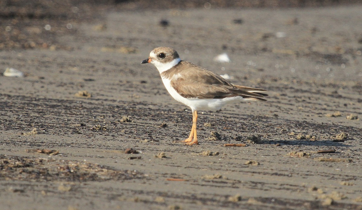 Semipalmated Plover - ML618405822