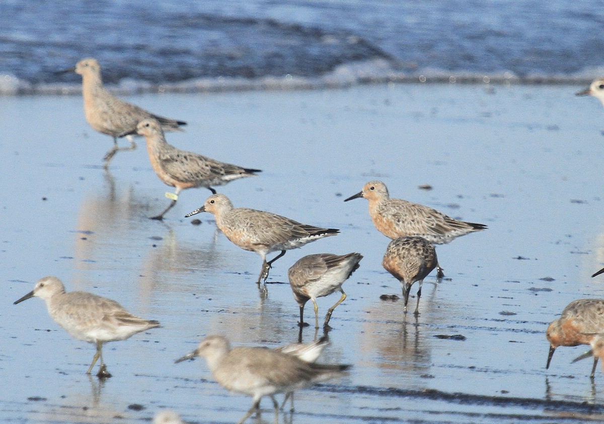 Red Knot - ML618405858